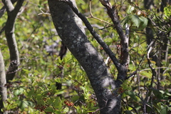 Amelanchier canadensis