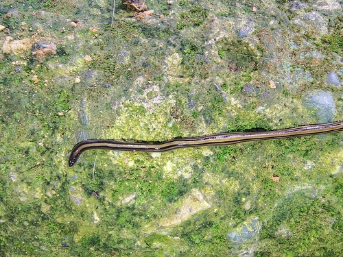 Dolichoplana striata observed 2026-10-18