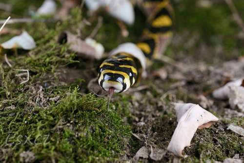 Mandarin Ratsnake
