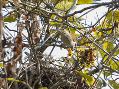 Thryophilus rufalbus