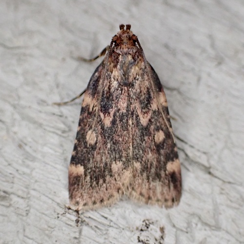 Representative image of Aglossa