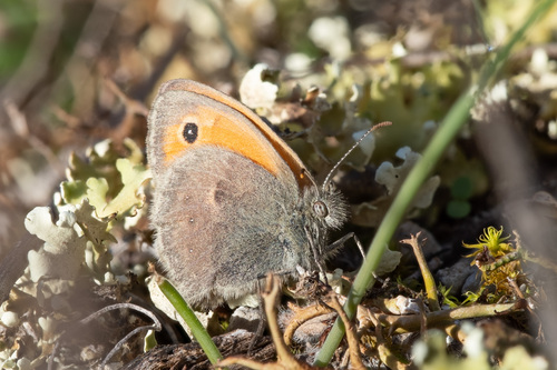 Small Heath