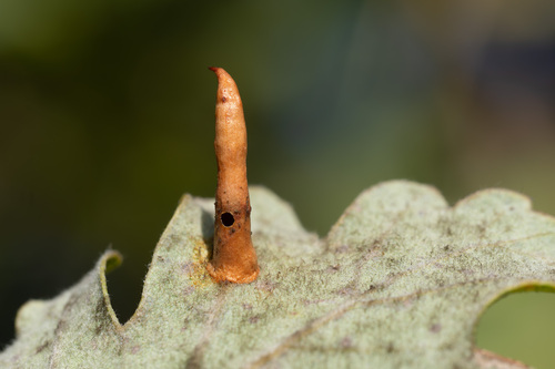 Cynips cornifex