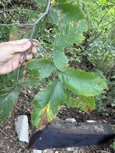 Ulmus thomasii, 2026-09-20
