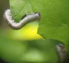 Craterocercus fraternalis