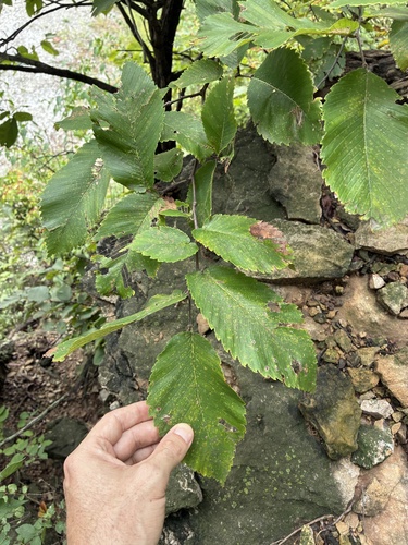 Ulmus thomasii, 2026-09-20