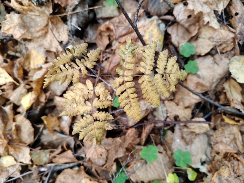 Gymnocarpium dryopteris observed 2026-10-15