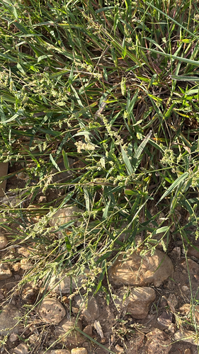 Echinochloa colonum observed 2026-10-18