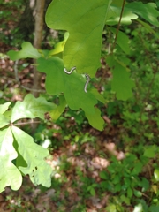 Craterocercus fraternalis