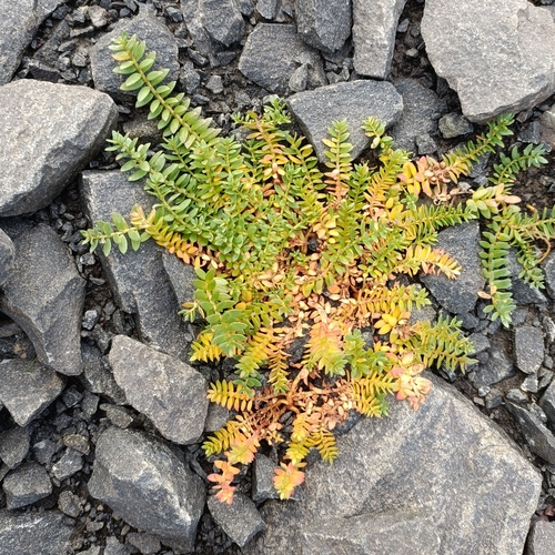 Lysimachia maritima, 2026-10-17
