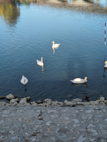 Mute Swan