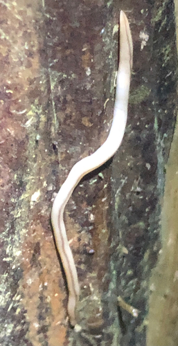 Geonemertes pelaensis observed 2026-10-15