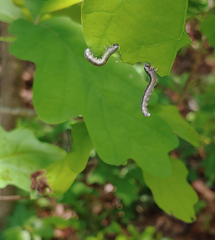 Craterocercus fraternalis