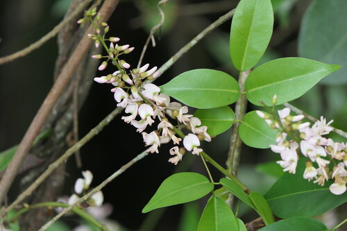 Derris trifoliata observed 2026-10-18