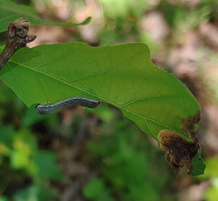Craterocercus fraternalis