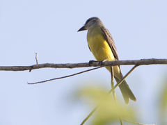 Tyrannus melancholicus
