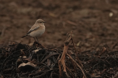 iNaturalist image
