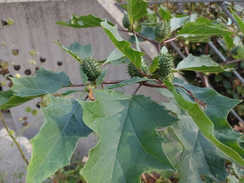jimsonweed