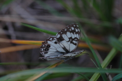 Melanargia occitanica