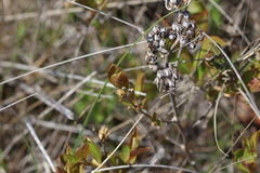 Lyonia mariana