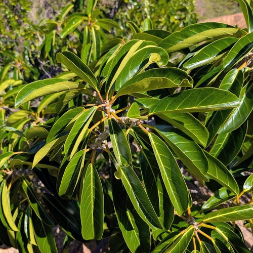 Ficus lutea observed 2026-10-18