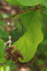 Craterocercus fraternalis