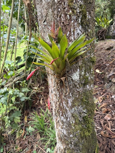 Tillandsia complanata, 2026-10-17