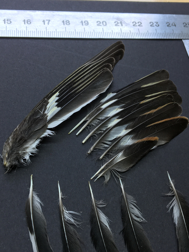 Plume de Pinson du Nord