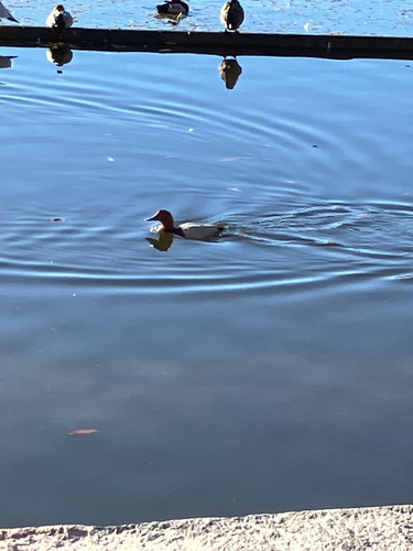 Common Pochard