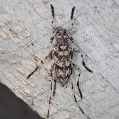 Acanthocinus obsoletus