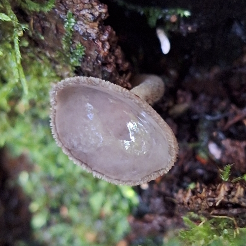Helvella macropus, 2026-10-18