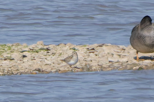 iNaturalist image