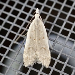 Dichomeris punctidiscellus