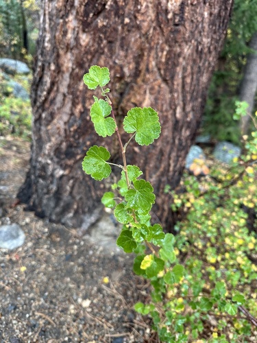 Ribes cereum observed 2026-10-14
