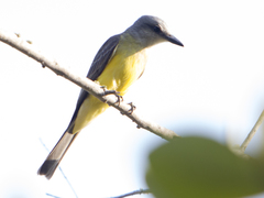 Tyrannus melancholicus