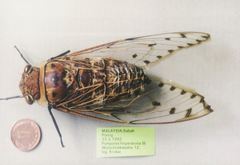 Megapomponia imperatoria