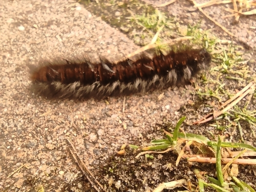 Fox Moth