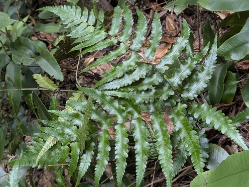 Diplazium mettenianum observed 2026-10-17