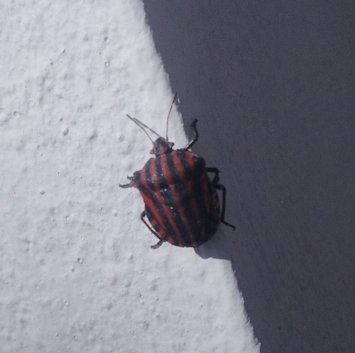 European Striped Shield Bug