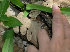 Colchicum umbrosum