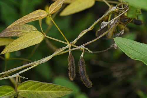 Glycine max observed 2026-10-17