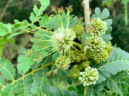 Albizia adianthifolia observed 2026-10-18