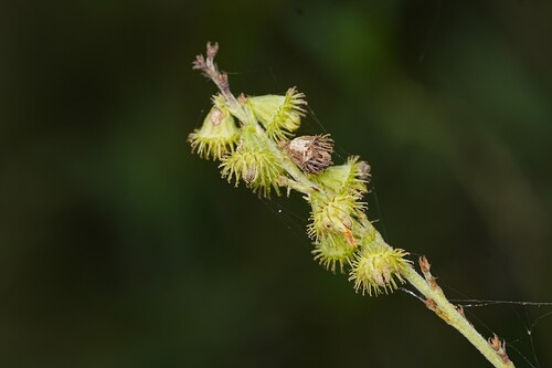 Agrimonia pilosa observed 2026-10-17