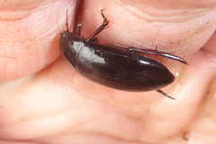 Ilybiosoma seriatum