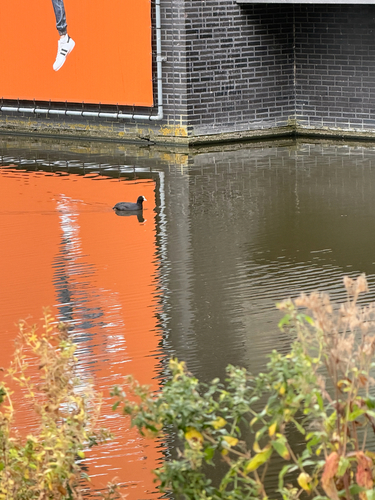 Common Coot