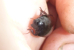 Ilybiosoma seriatum