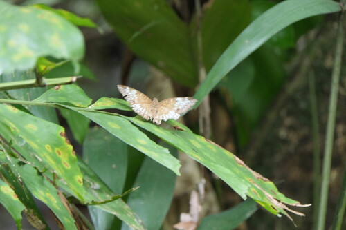 Euthalia