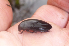 Ilybiosoma seriatum