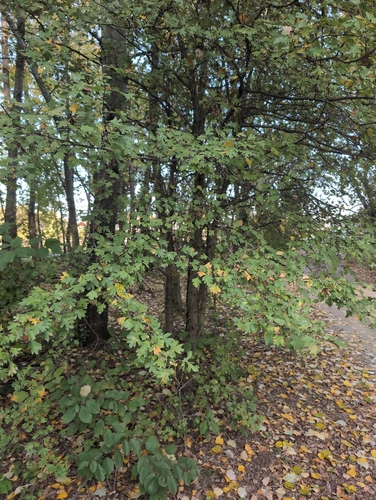 common hawthorn