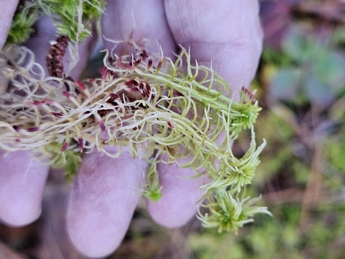 Sphagnum russowii observed 2026-10-17